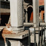 Katze an Grabsteinen auf Friedhof in Sarajevo. Foto: Paul Gronert